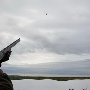 Wingshooting Pigeon in Argentina