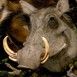 Bushpig/Warthog Combo Shoulder Mount Wall Piece Taxidermy