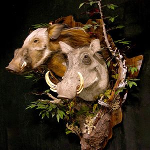 Bushpig/Warthog Combo Shoulder Mount Wall Piece Taxidermy