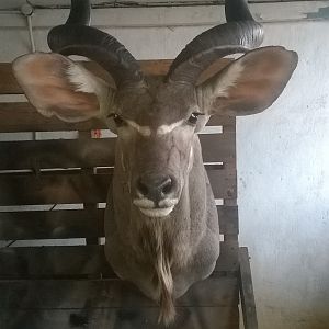 Kudu Shoulder Mount Taxidermy