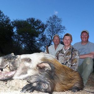 Hunt Bushpig in South Africa