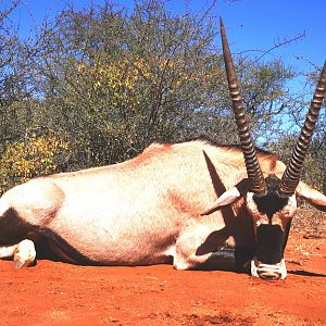 Gemsbok Hunting South Africa