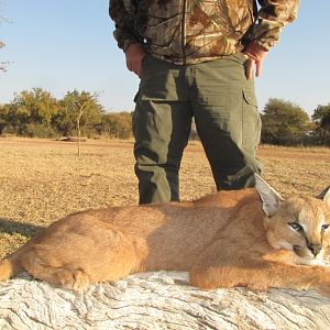 Caracal Hunt South Africa