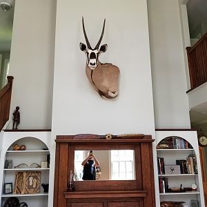 Gemsbok Shoulder Mount Taxidermy