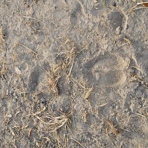 Tracking Lord Derby in Cameroon