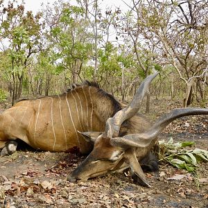 Hunting Lord Derby in Cameroon