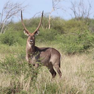 Waterbuck South Africa