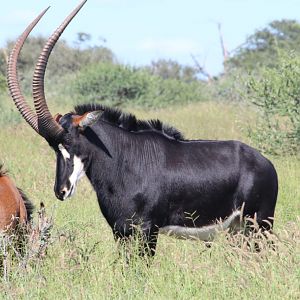 Sable Antelope South Africa