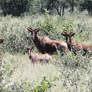 Tsessebe South Africa