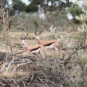 Springbok South Africa