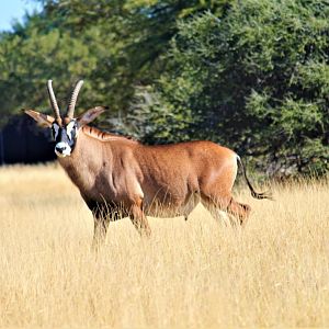 Roan Antelope South Africa