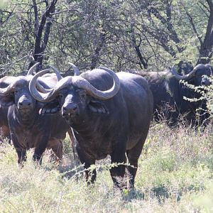 Herd of Cape Buffalo South Africa