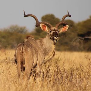 Kudu Bull South Africa