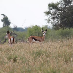 Springbok South Africa