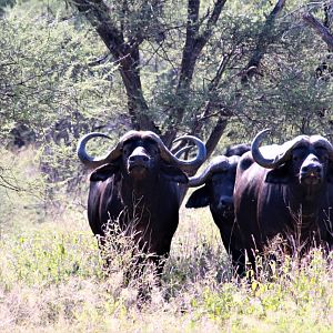 Herd of Cape Buffalo South Africa