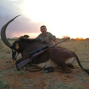 Sable Antelope Hunt South Africa