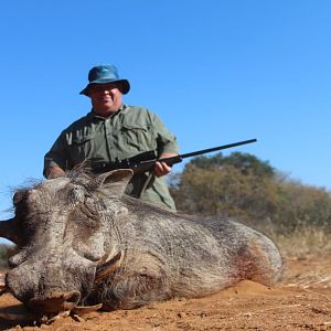 Warthog Hunting South Africa