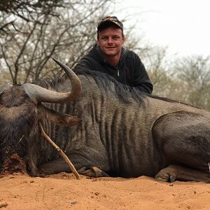 Blue Wildebeest Hunt South Africa