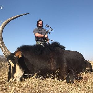 South Africa Bow Hunting Sable Antelope