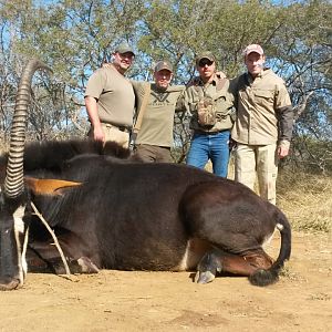 South Africa Hunt Sable Antelope