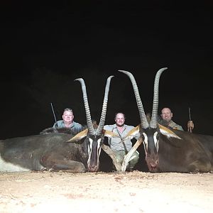 South Africa Hunt Sable Antelope