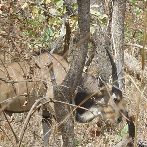 Lord Derby Eland in Cameroon