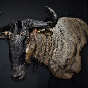 Blue Wildebeest Shoulder Mount Wall Pedestal Taxidermy