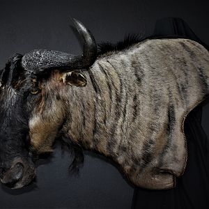 Blue Wildebeest Shoulder Mount Wall Pedestal Taxidermy