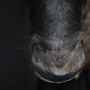 Blue Wildebeest Shoulder Mount Wall Pedestal Taxidermy