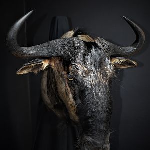 Blue Wildebeest Shoulder Mount Wall Pedestal Taxidermy