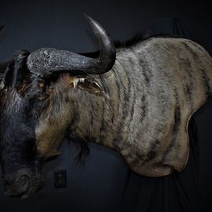 Blue Wildebeest Shoulder Mount Wall Pedestal Taxidermy