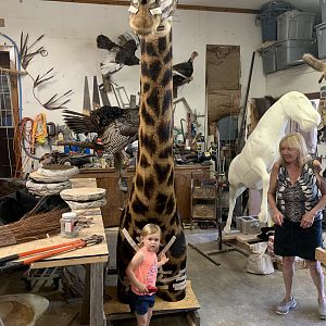 Giraffe Taxidermy Process