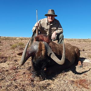 Hunting Black Wildebeest in South Africa