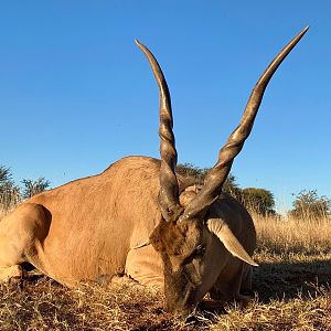 Hunting Eland in South Africa