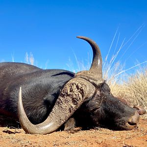 Buffalo Hunt South Africa