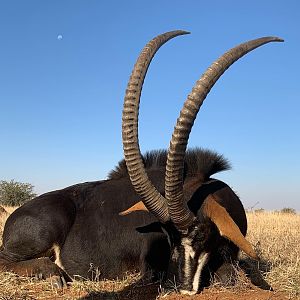 Sable Hunting South Africa