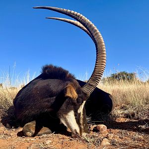 South Africa Hunt Sable Antelope