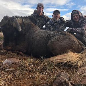 Hunt Black Wildebeest in South Africa