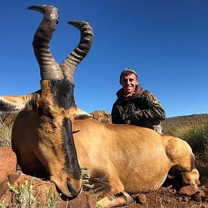 Hunting Red Hartebeest in South Africa