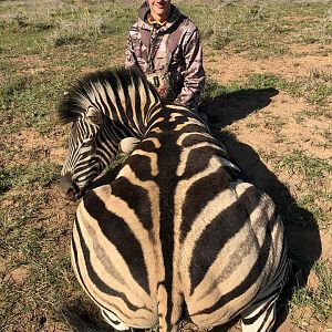 South Africa Hunting Burchell's Plain Zebra