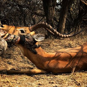 Southern Impala “Aepyceros Melampus” Bowhunting South Africa