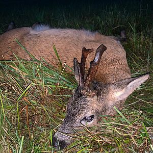 Germany Hunt Roe Buck