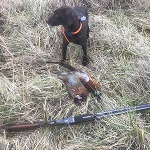 Hunting Pheasant