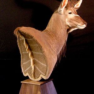 Kudu Shoulder Mount Pedestal Taxidermy