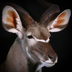 Kudu Shoulder Mount Pedestal Taxidermy