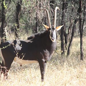 Sable Antelope South Africa