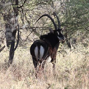 Sable Antelope South Africa