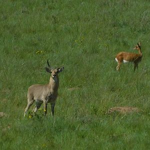 Reedbuck South Africa