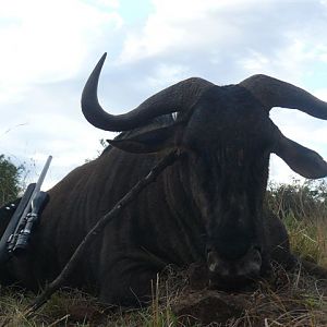 South Africa Hunting Blue Wildebeest