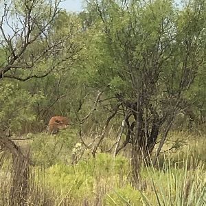 Bison calf Texas USA